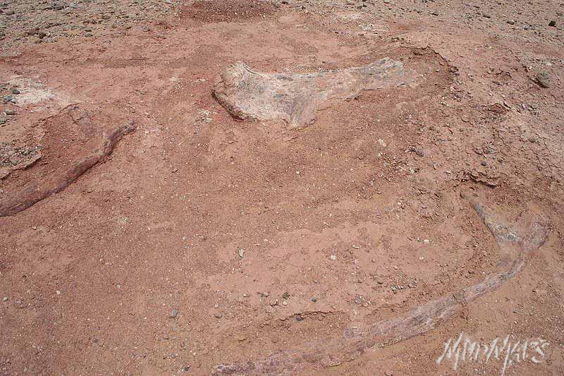 Mud Maps Africa Agadez dinosaur bones 3386